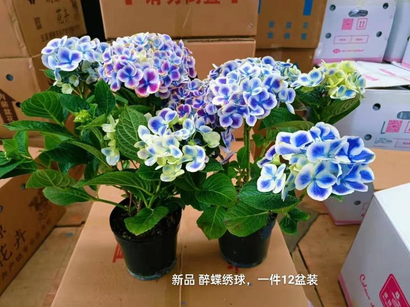 新品醉蝶绣球一箱12盆装一盆15元很梦幻的一款绣球实物拍