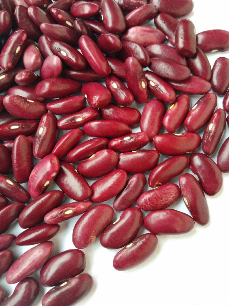 红芸豆新豆红腰豆农家自种大红豆五斤起批饭豆一件代发