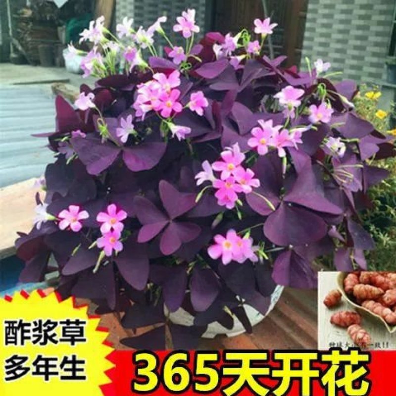 紫叶酢浆草种球四季开花种子紫花幸运草盆栽紫蝴蝶三叶草花卉