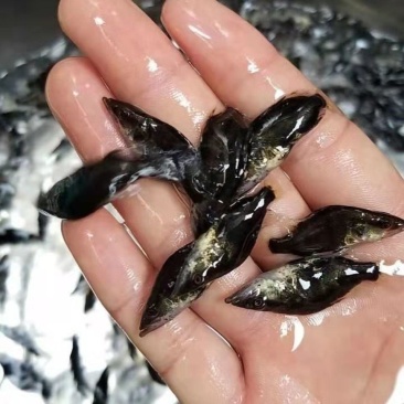 广西杂交桂花鱼苗鳜鱼苗翘嘴鳜鱼苗鱼塘供应品种优良