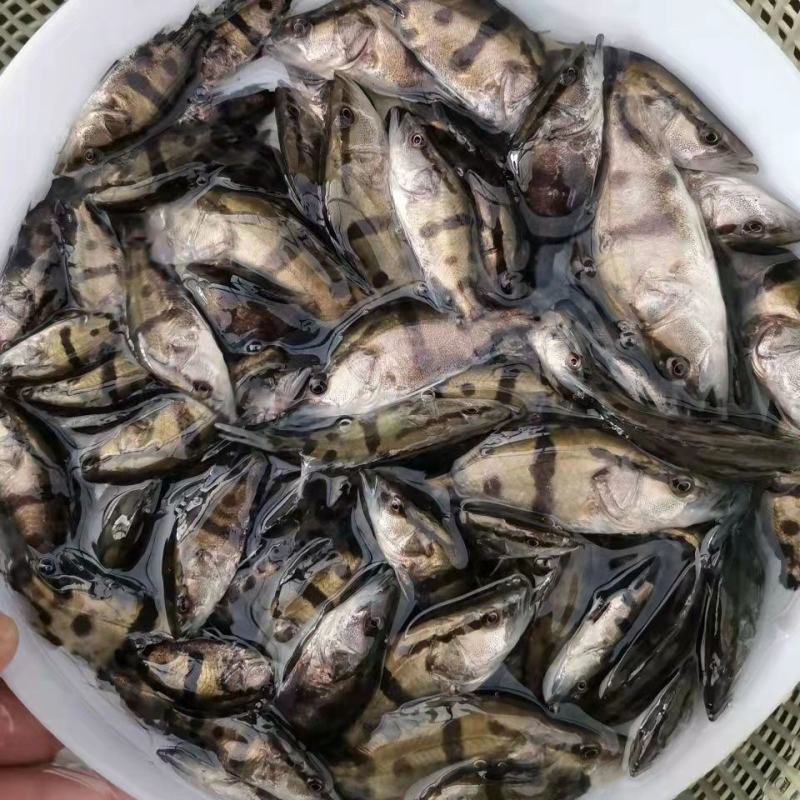 广西杂交桂花鱼苗鳜鱼苗翘嘴鳜鱼苗鱼塘供应品种优良