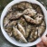 广西杂交桂花鱼苗鳜鱼苗翘嘴鳜鱼苗鱼塘供应品种优良