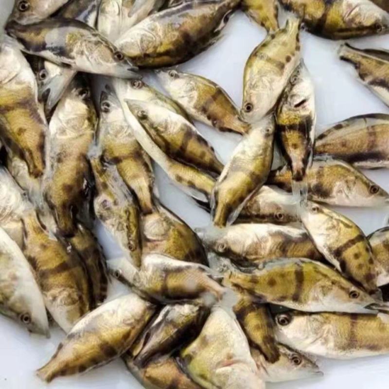 广西杂交桂花鱼苗鳜鱼苗翘嘴鳜鱼苗鱼塘供应品种优良