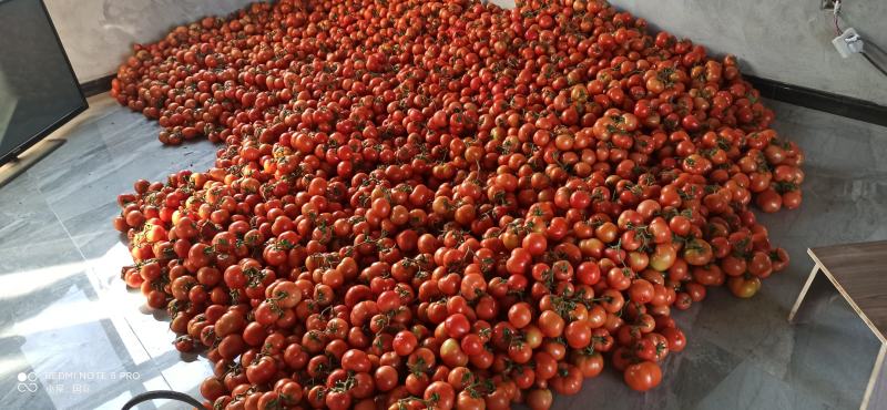 西红柿石头番茄