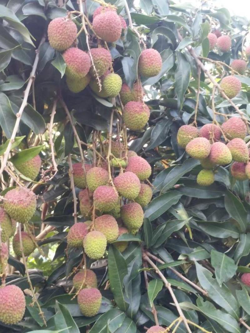 广东白糖罂，妃子笑黑叶白腊大量上市，肉厚核小，果园供货