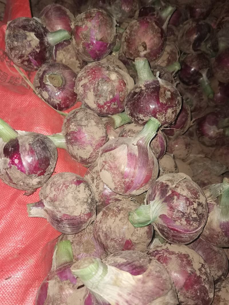【推荐】河南开封优质紫皮洋葱大量上市欢迎来电咨询