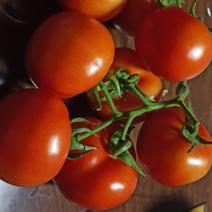 西红柿石头番茄