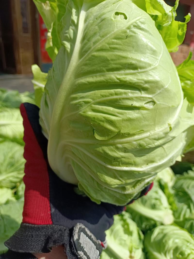 陕西汉中：绿色甘蓝：质量高颜色绿，产地直发视频看货。
