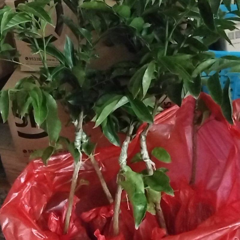 黄皮苗，第一代巨丰一号黄皮苗，仙进奉荔枝苗广东香水柠檬苗