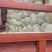 无烧心，无烧边，口感好，商品质量好，耐储运，个头大