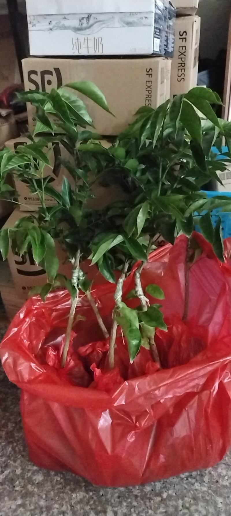 黄皮苗，第一代巨丰一号黄皮苗，仙进奉荔枝苗广东香水柠檬苗