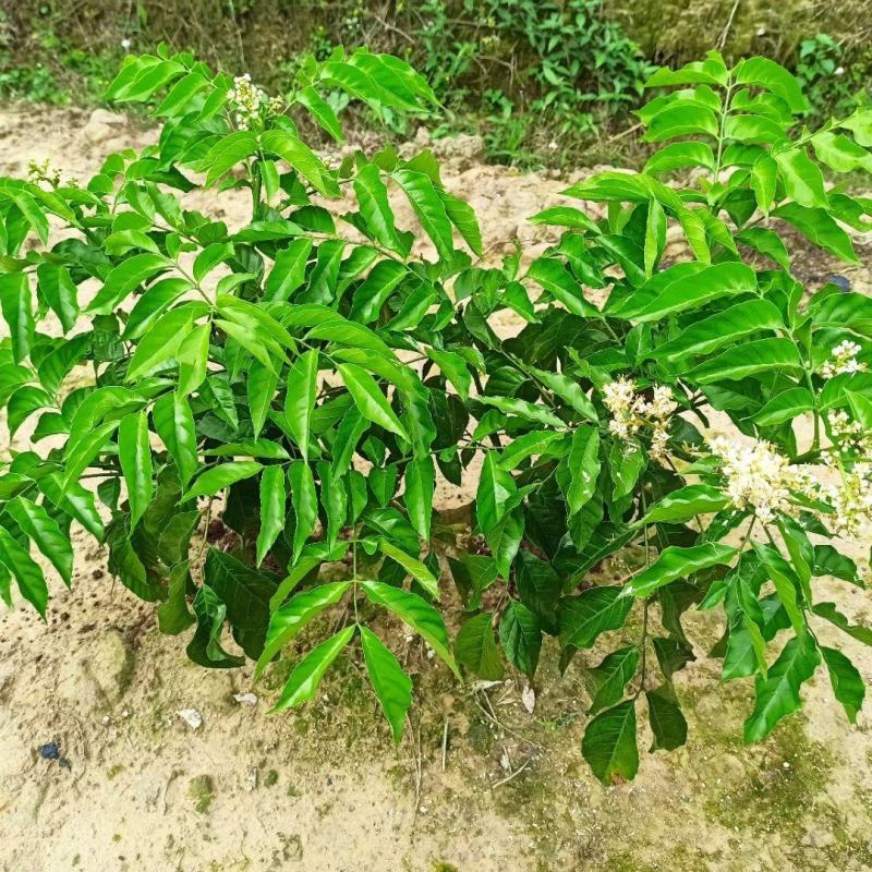 黄皮苗，第一代巨丰一号黄皮苗，仙进奉荔枝苗广东香水柠檬苗