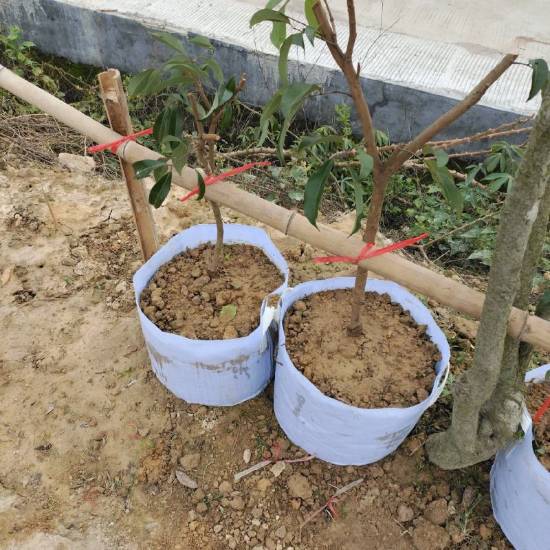 黄皮苗，第一代巨丰一号黄皮苗，仙进奉荔枝苗广东香水柠檬苗