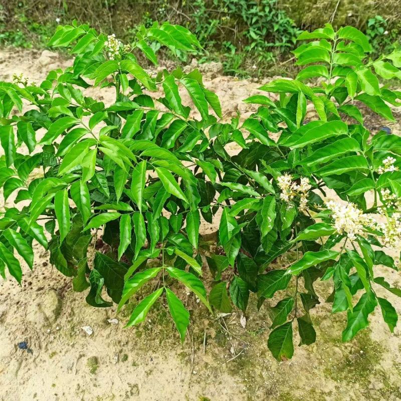 黄皮苗，第一代巨丰一号黄皮苗，仙进奉荔枝苗广东香水柠檬苗