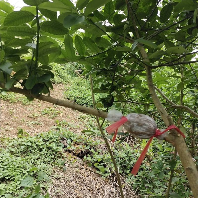 黄皮苗，第一代巨丰一号黄皮苗，仙进奉荔枝苗广东香水柠檬苗