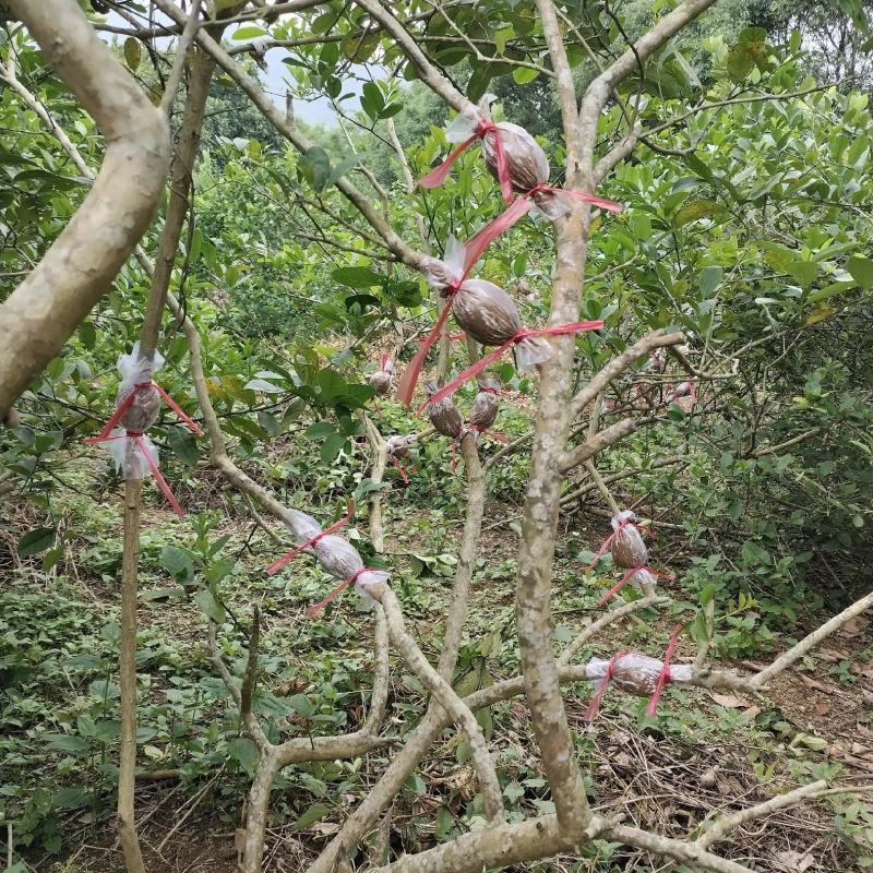 黄皮苗，第一代巨丰一号黄皮苗，仙进奉荔枝苗广东香水柠檬苗