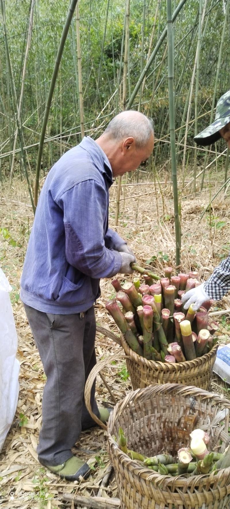 高山鲜竹笋，绿色食材，