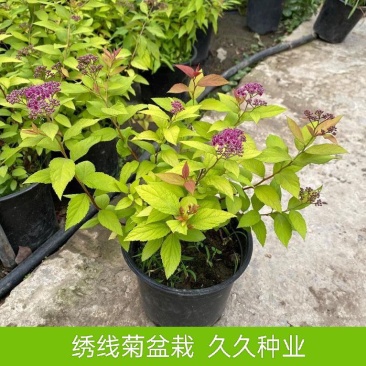 金山绣线菊盆栽花园花镜植物矮生落叶小灌木多年生会变色耐热