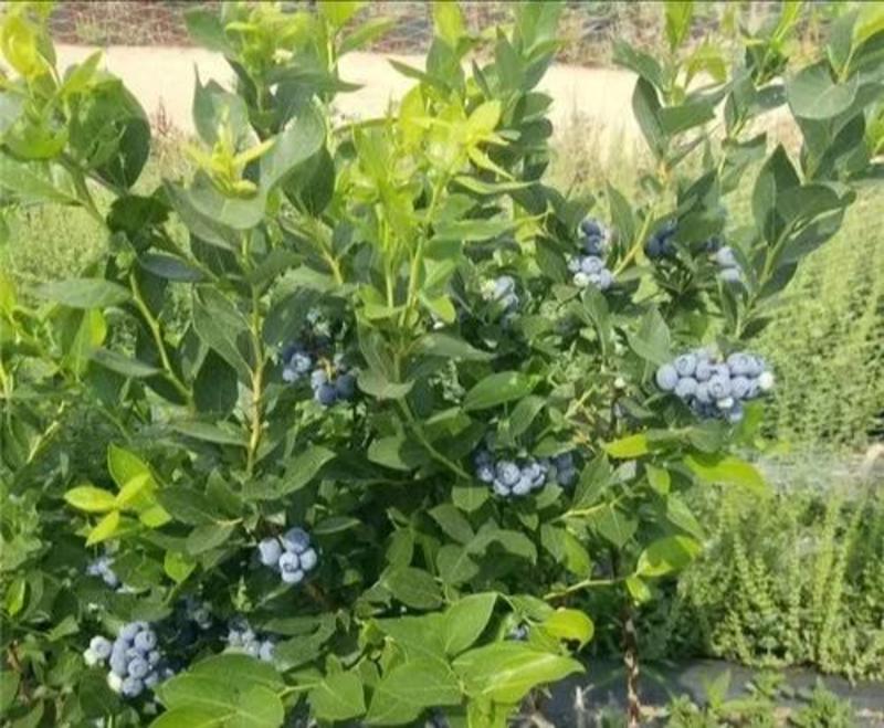 蓝莓苗纯种优质产品基地直发量大从优有带果