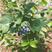 蓝莓苗纯种优质产品基地直发量大从优有带果