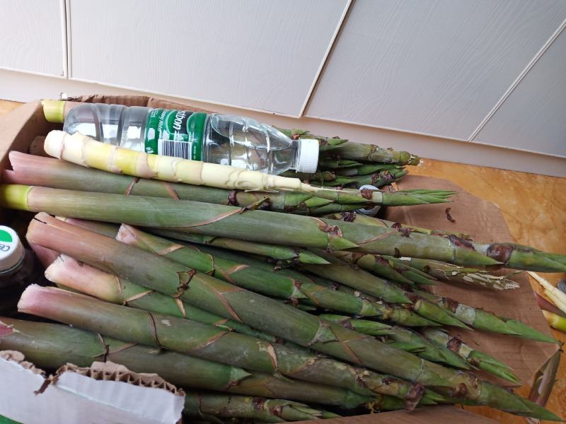 高山鲜竹笋，绿色食材，