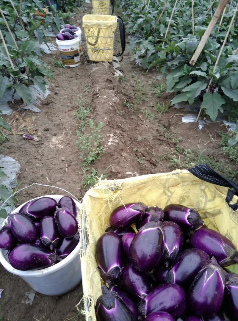 圆茄大量上市、质量保证、欢迎采购，支持各种包装