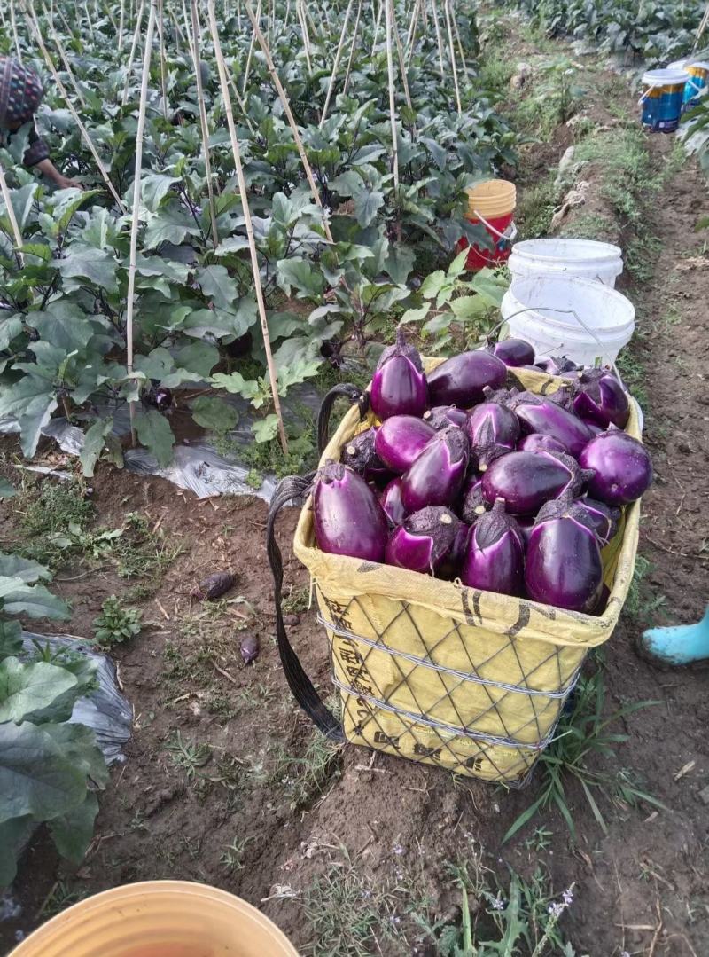 圆茄大量上市、质量保证、欢迎采购，支持各种包装