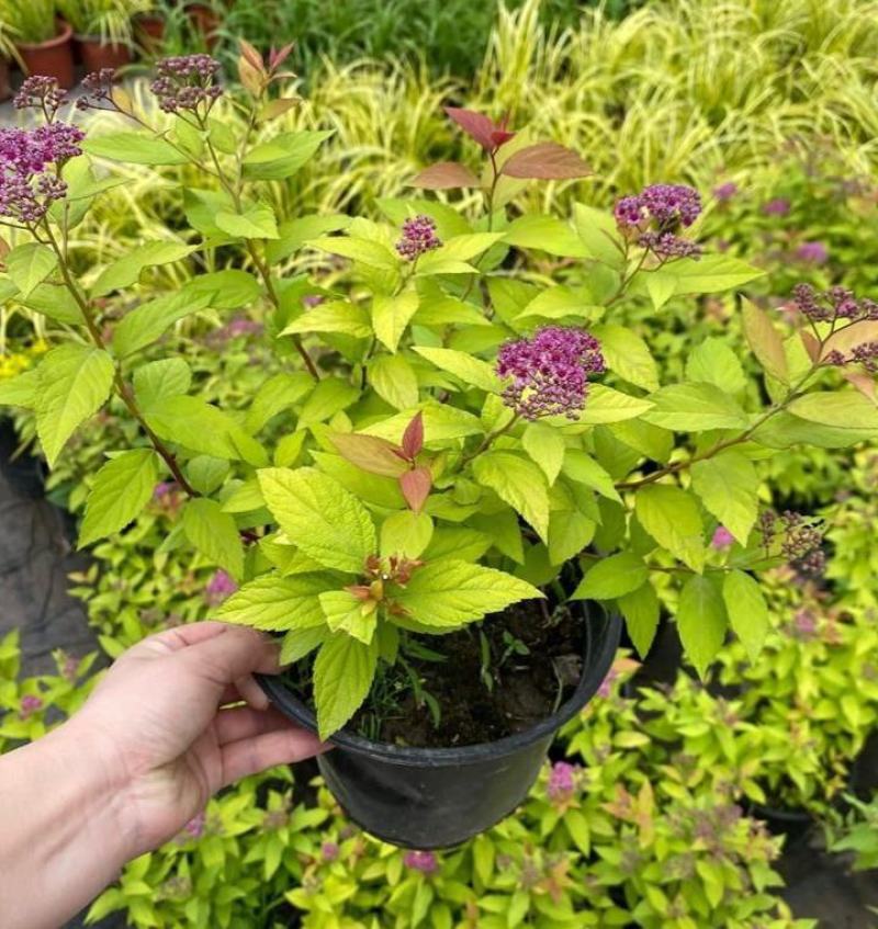 金山绣线菊盆栽花园花镜植物矮生落叶小灌木多年生会变色耐热