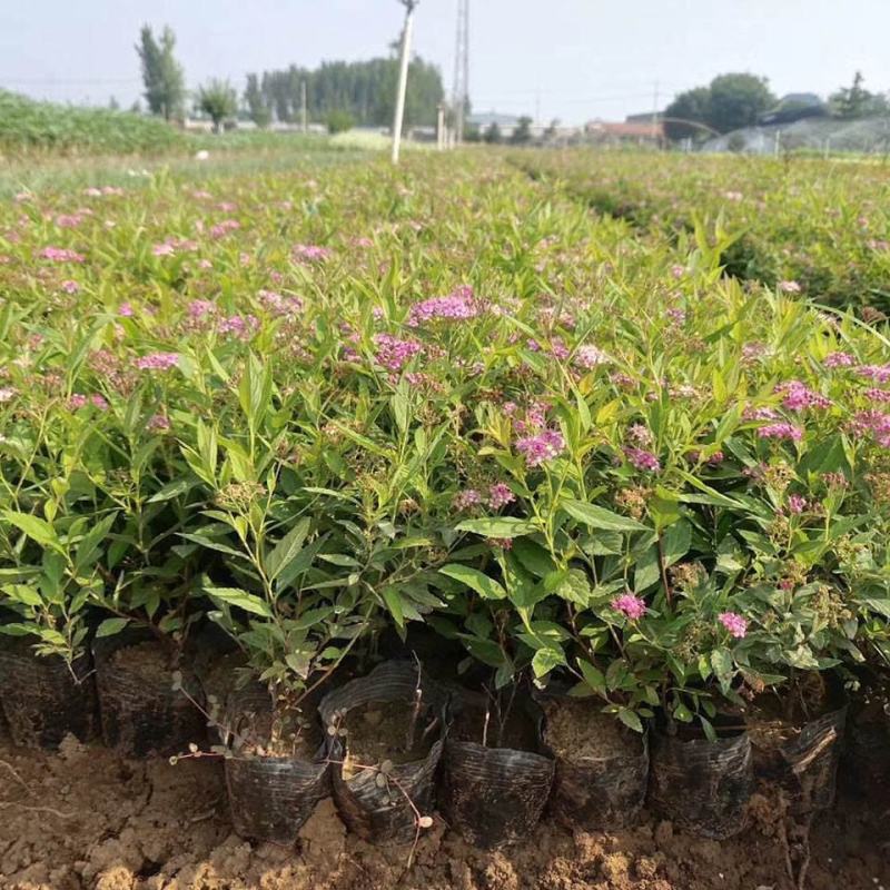 金山绣线菊盆栽花园花镜植物矮生落叶小灌木多年生会变色耐热