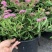 金山绣线菊盆栽花园花镜植物矮生落叶小灌木多年生会变色耐热