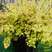 金山绣线菊盆栽花园花镜植物矮生落叶小灌木多年生会变色耐热