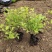 金山绣线菊盆栽花园花镜植物矮生落叶小灌木多年生会变色耐热