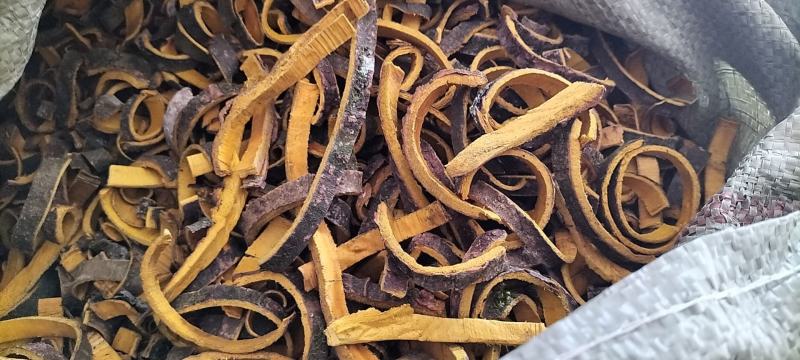 四川雅二十年老黄柏元皮带皮黄柏