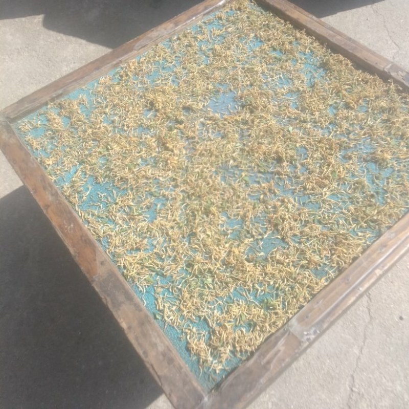 贵州野生金银花