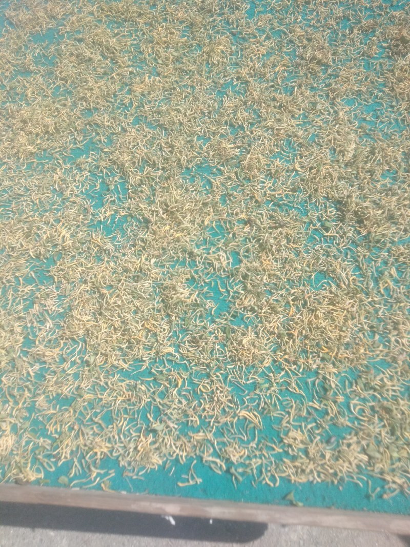 贵州野生金银花