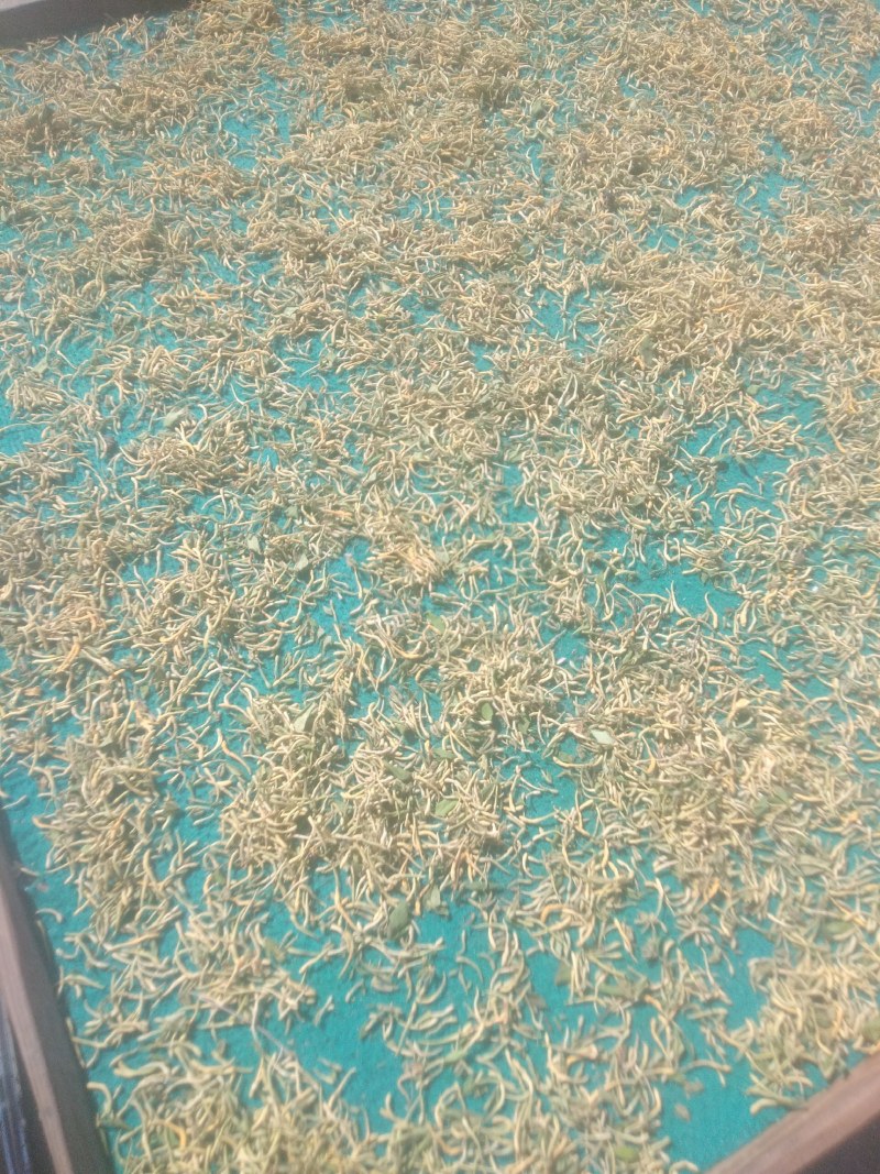 贵州野生金银花