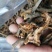 五味子根南五味子根皮野生中药材一手货源产地直供