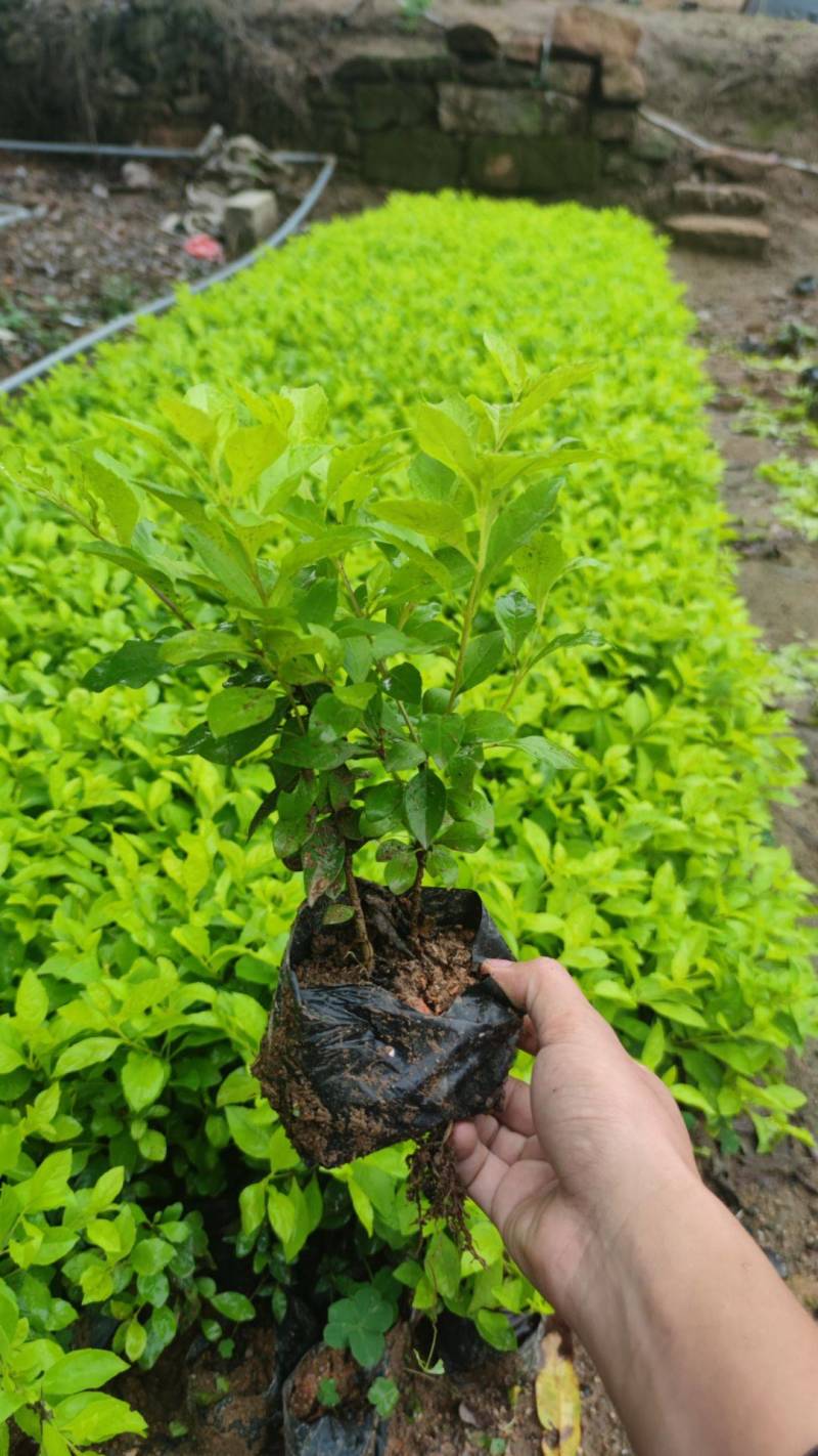 黄金叶漳州精品基地直供绿化地被苗