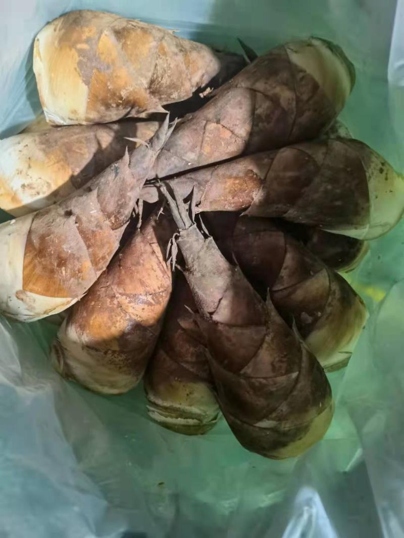 甜龙竹笋云南特有可以生吃的水果笋