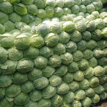 甘蓝菜大量上市，河北省辛集市甘蓝菜海量货源，质量好的很