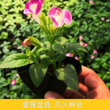 夏堇花苗盆栽夏堇种子苗盆栽花卉绿植室内四季春季易种阳台