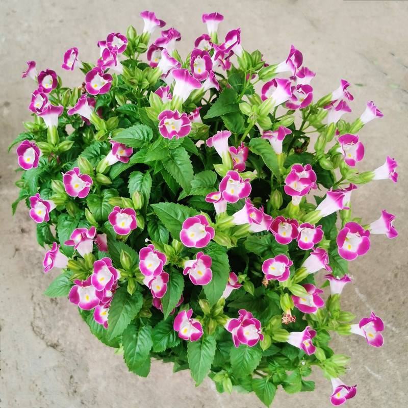 夏堇花苗盆栽夏堇种子苗盆栽花卉绿植室内四季春季易种阳台