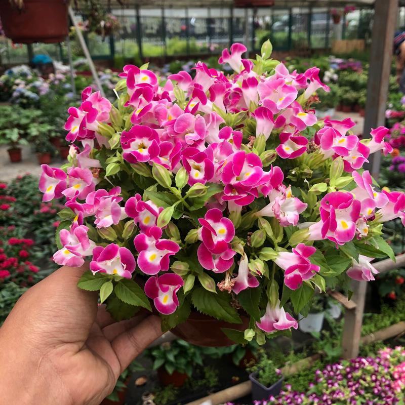 夏堇花苗盆栽夏堇种子苗盆栽花卉绿植室内四季春季易种阳台
