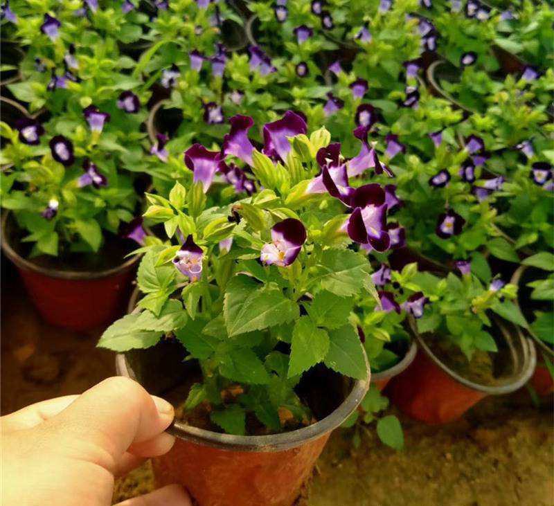 夏堇花苗盆栽夏堇种子苗盆栽花卉绿植室内四季春季易种阳台
