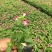 夏堇花苗盆栽夏堇种子苗盆栽花卉绿植室内四季春季易种阳台