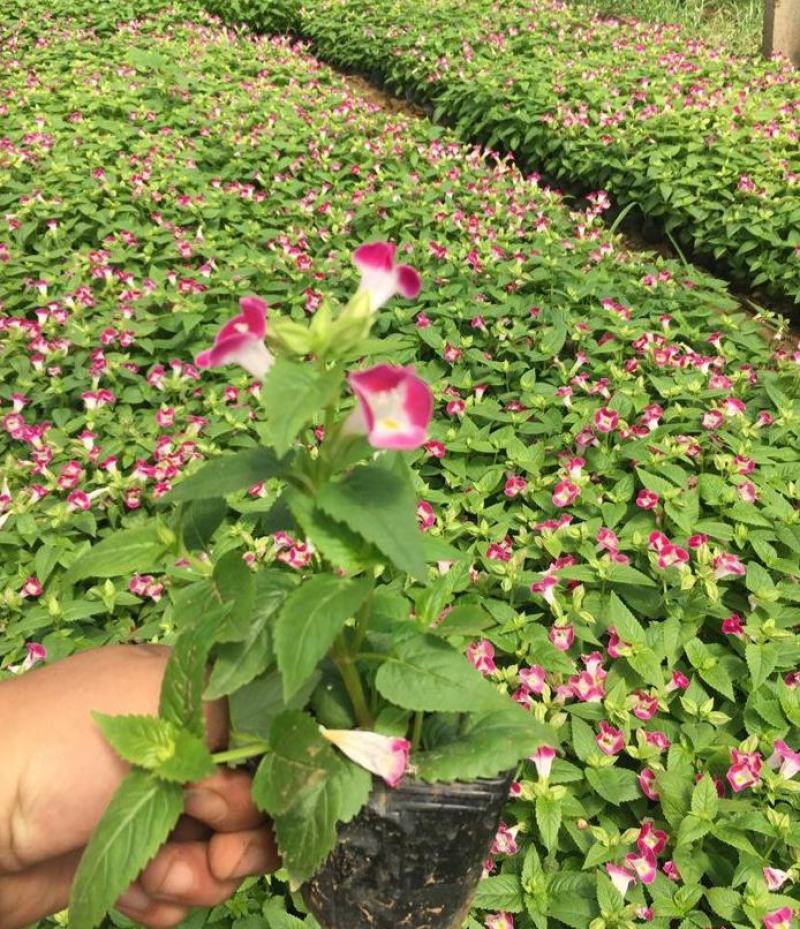 夏堇花苗盆栽夏堇种子苗盆栽花卉绿植室内四季春季易种阳台