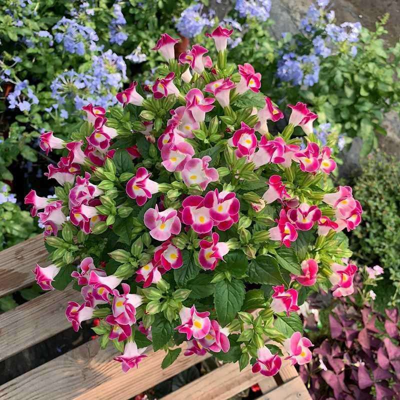 夏堇花苗盆栽夏堇种子苗盆栽花卉绿植室内四季春季易种阳台