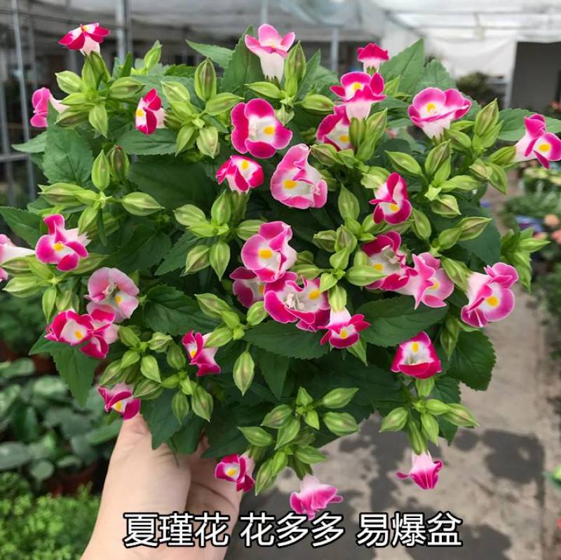 夏堇花苗盆栽夏堇种子苗盆栽花卉绿植室内四季春季易种阳台