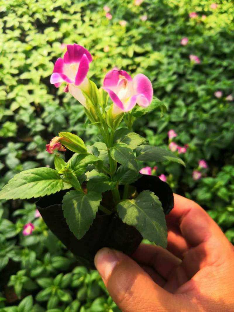 夏堇花苗盆栽夏堇种子苗盆栽花卉绿植室内四季春季易种阳台