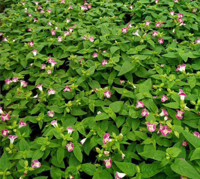夏堇花苗盆栽夏堇种子苗盆栽花卉绿植室内四季春季易种阳台